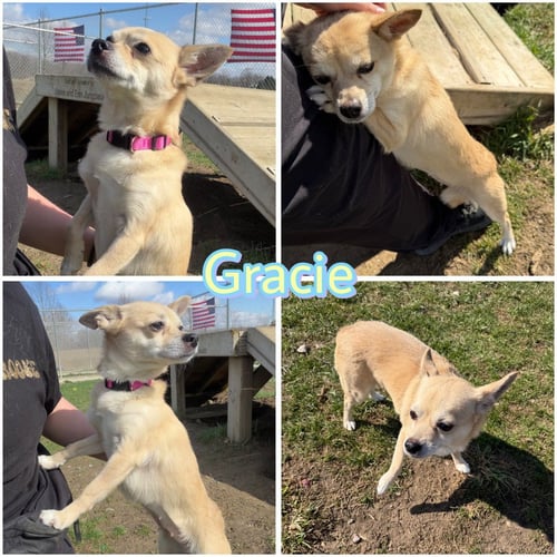 GRACIE - Chihuahua available for adoption