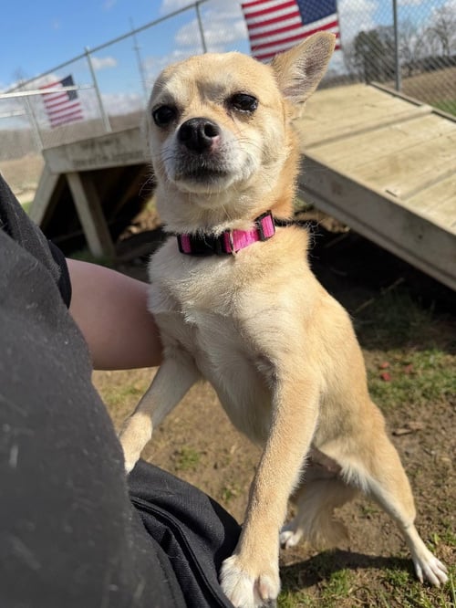 GRACIE - Chihuahua available for adoption