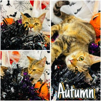 Autumn - Photo 1