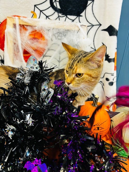 AUTUMN - Domestic Short Hair available for adoption