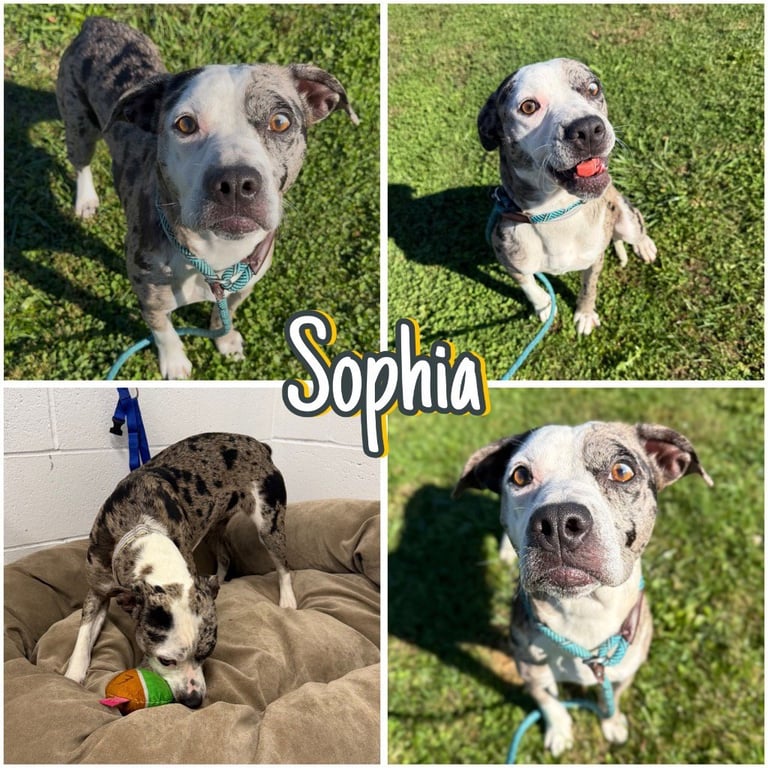Sophia Image