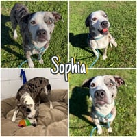 Sophia - Photo 1