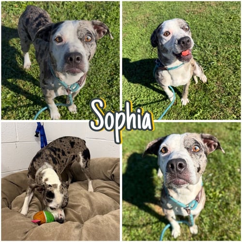 SOPHIA - American Staffordshire Terrier available for adoption
