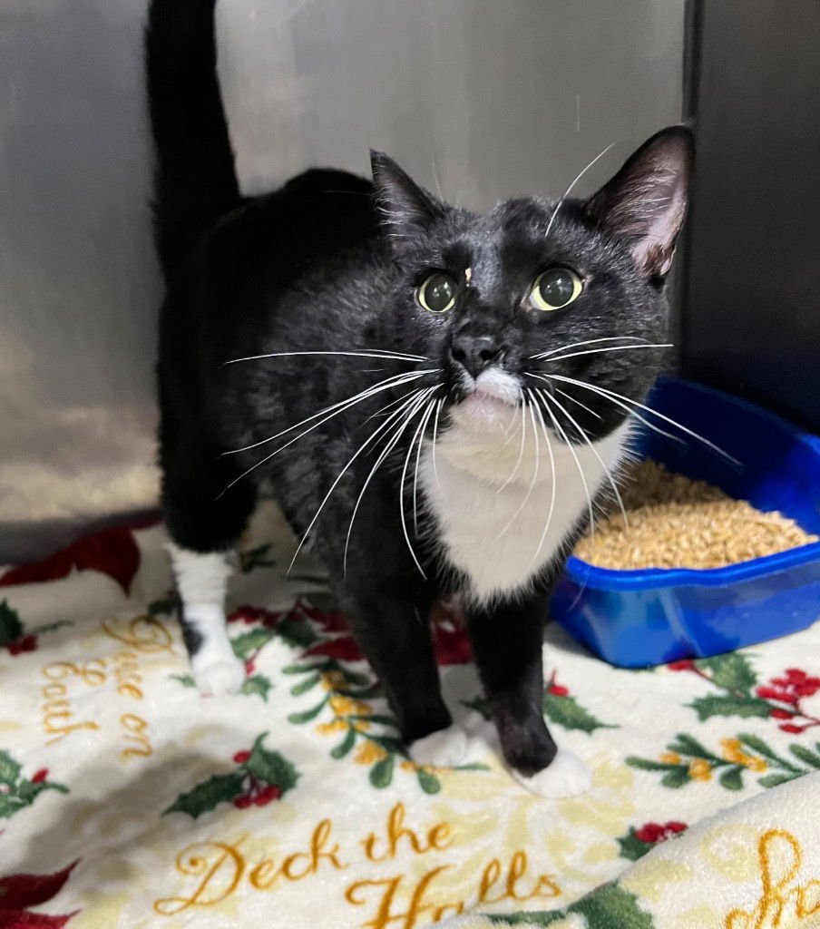 JEKYLL - Domestic Short Hair available for adoption