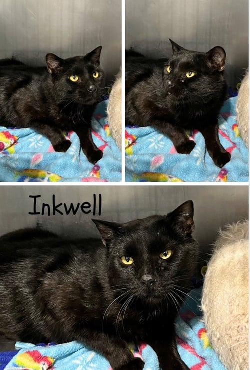 INKWELL - SHOP - Domestic Short Hair for adoption in Fort Wayne