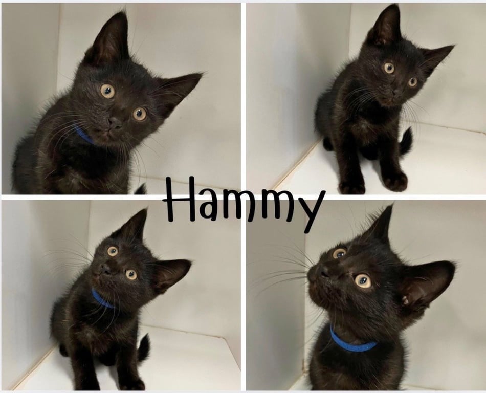 Hammy Image