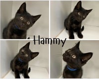 Hammy - Photo 1