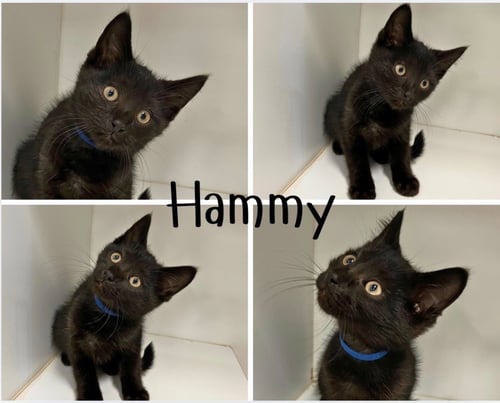 HAMMY - Domestic Short Hair available for adoption