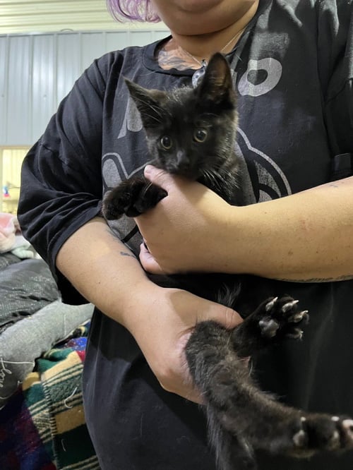 HAMMY - Domestic Short Hair available for adoption