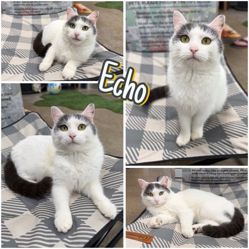 ECHO - Domestic Short Hair available for adoption