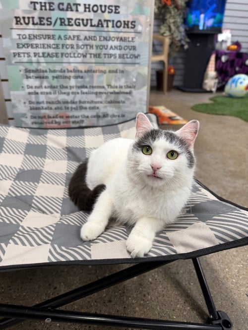 ECHO - Domestic Short Hair available for adoption