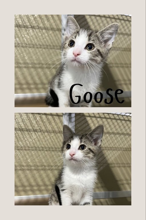 Goose Image
