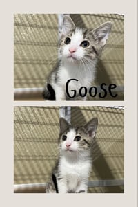 Goose - Photo 1