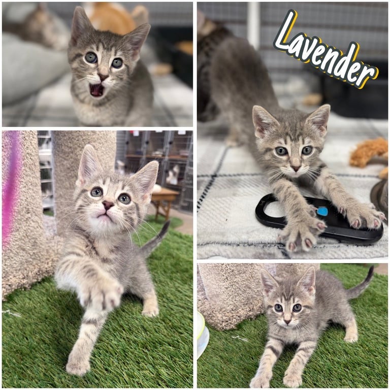 Lavender Image