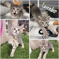 Lavender - Photo 1