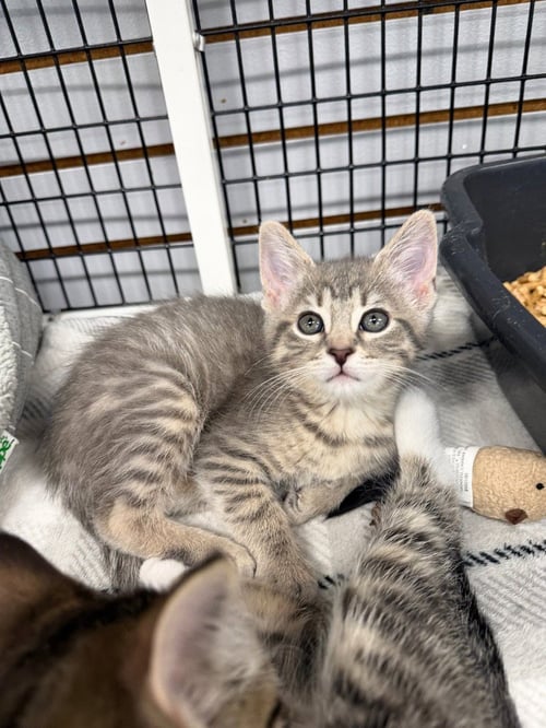LAVENDER - Domestic Short Hair available for adoption
