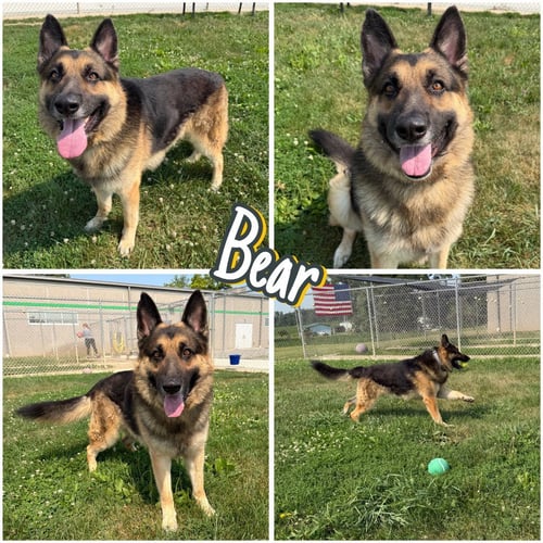 BEAR - German Shepherd Dog available for adoption