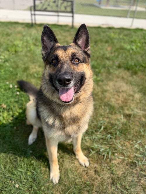 BEAR - German Shepherd Dog available for adoption