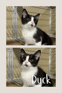 Duck - Photo 1