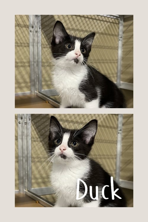 DUCK - Domestic Short Hair for adoption in Fort Wayne