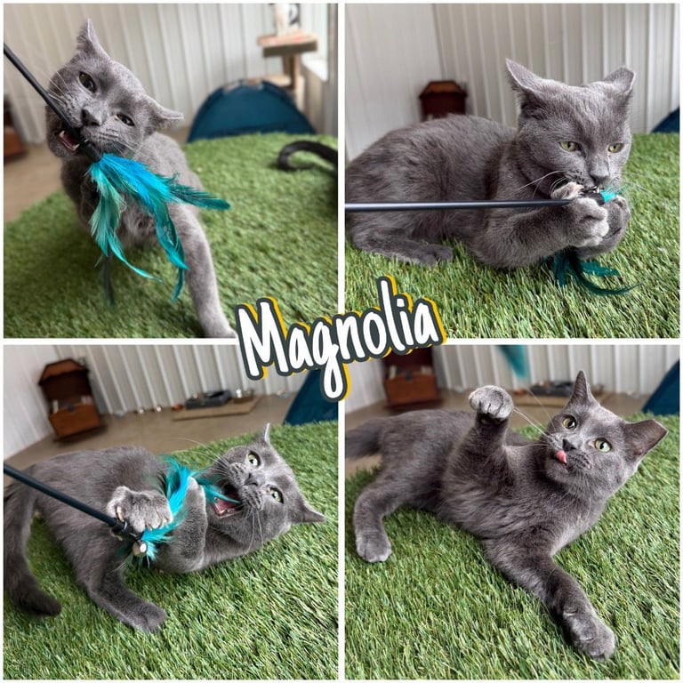 Magnolia Image