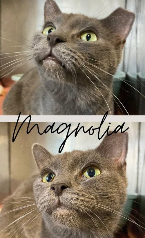 MAGNOLIA - Domestic Short Hair available for adoption