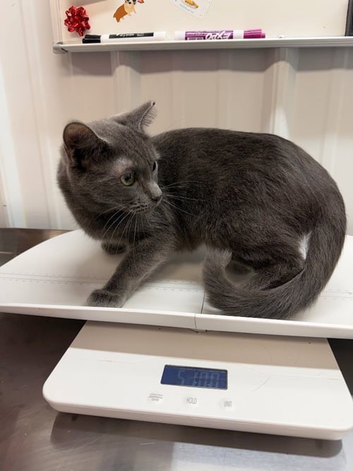MAGNOLIA - Domestic Short Hair available for adoption
