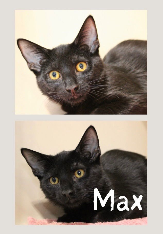 MAX - Domestic Short Hair available for adoption