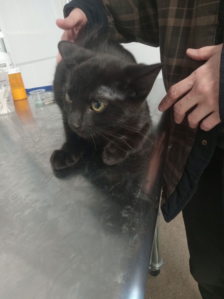 MAX - Domestic Short Hair available for adoption