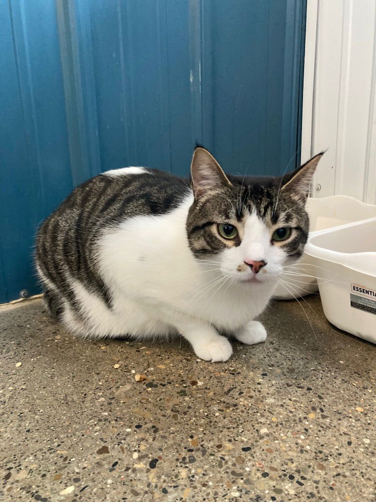 CAL (CASPER) - Domestic Short Hair available for adoption