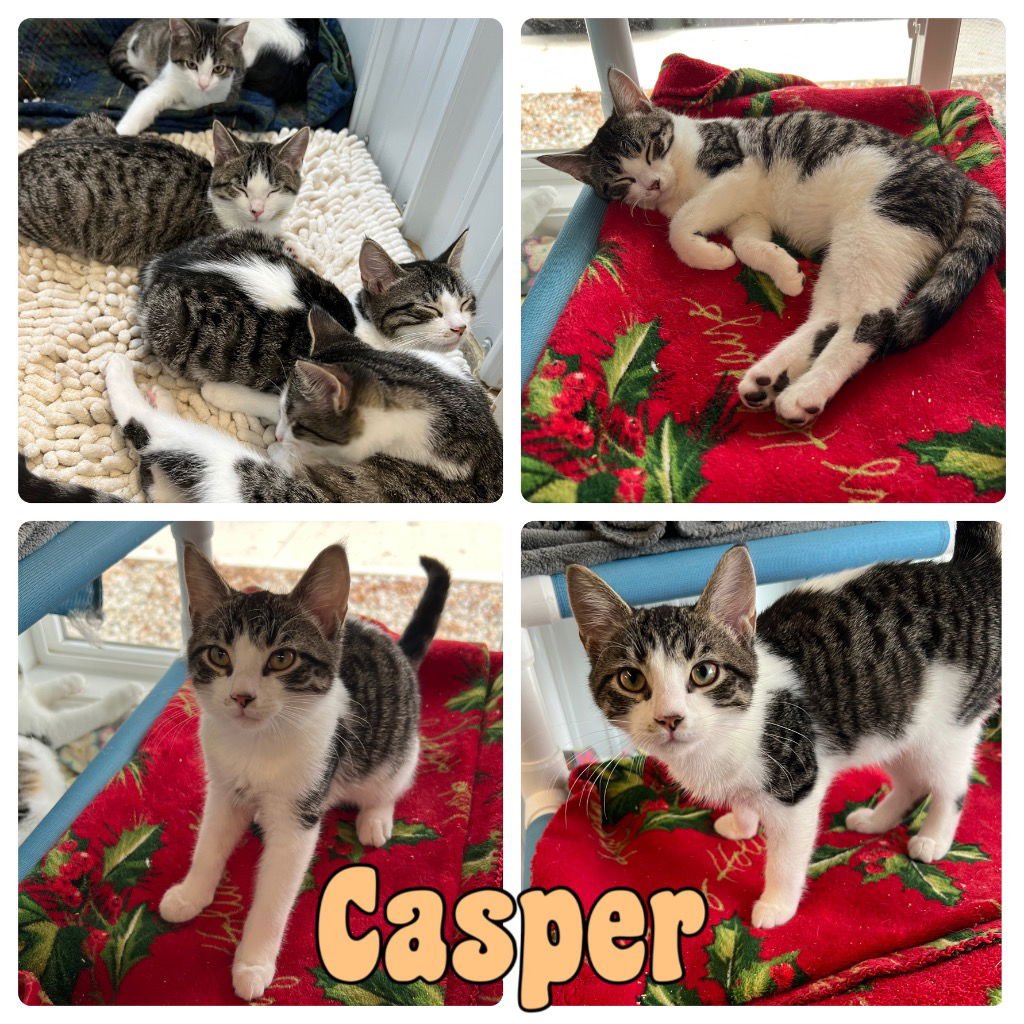 Cal (Casper) - Photo 3