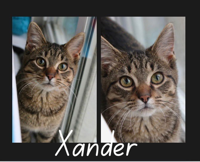 XANDER-BONDED PAIR - Domestic Short Hair available for adoption