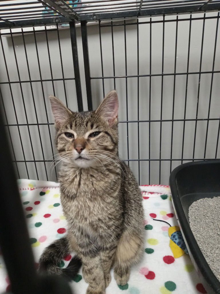 XANDER-BONDED PAIR - Domestic Short Hair available for adoption