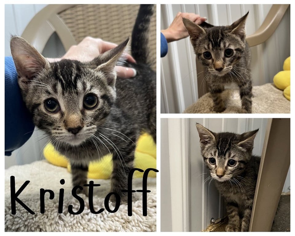 Kristoff Image