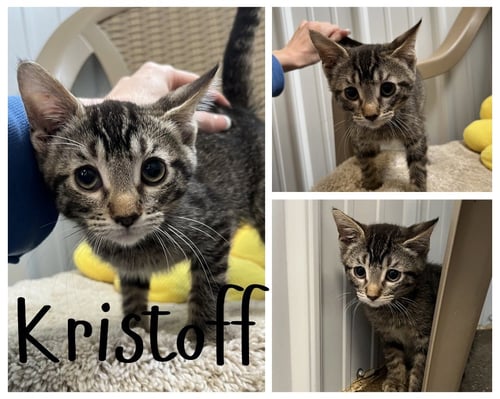 KRISTOFF - Domestic Short Hair for adoption in Fort Wayne