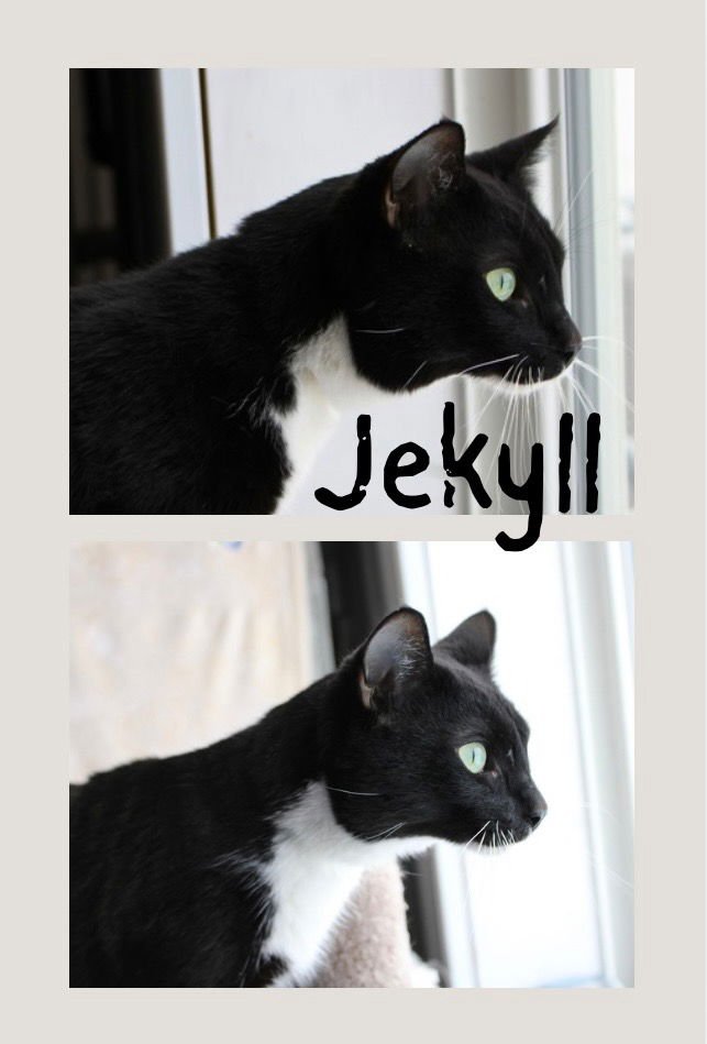 JEKYLL - Domestic Short Hair available for adoption