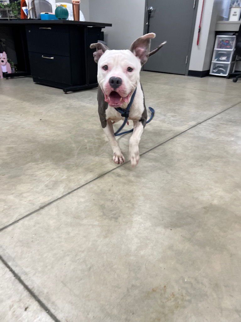 NALA - American Staffordshire Terrier available for adoption