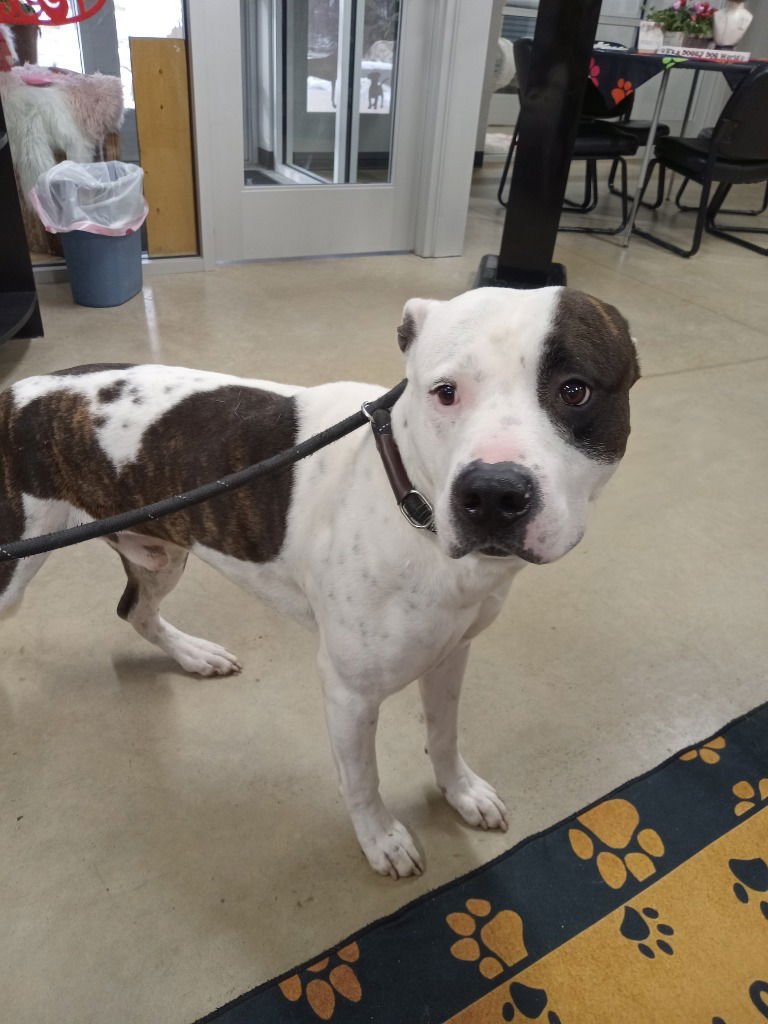 DRE - American Staffordshire Terrier available for adoption