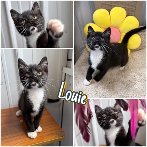 LOUIE - Domestic Short Hair available for adoption