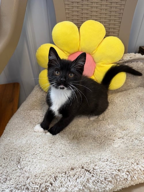LOUIE - Domestic Short Hair available for adoption