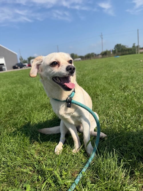 QUESO - Chihuahua available for adoption