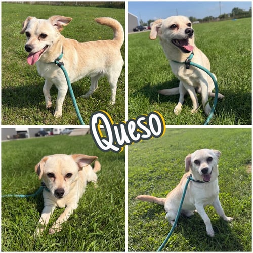 QUESO - Chihuahua available for adoption