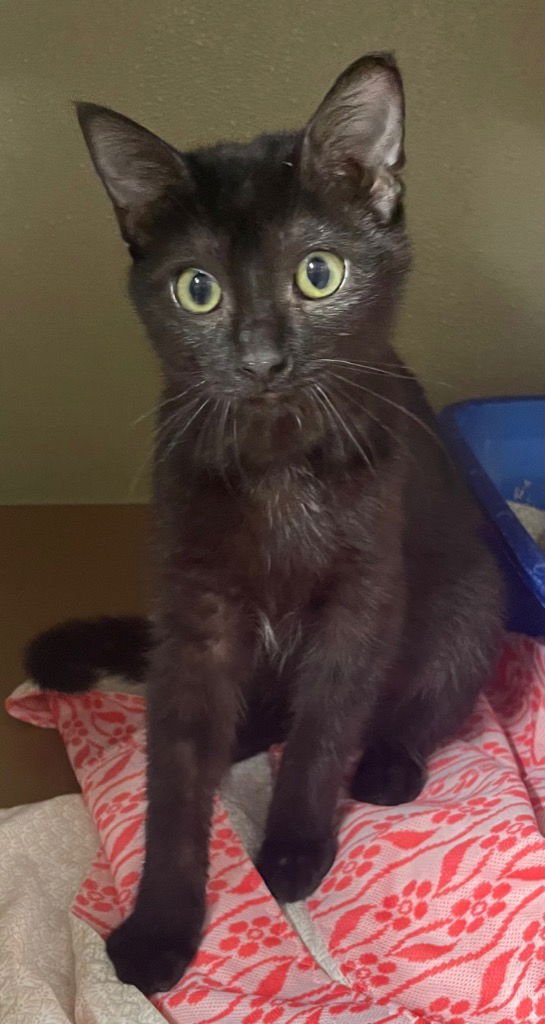 LUNA - Domestic Short Hair available for adoption