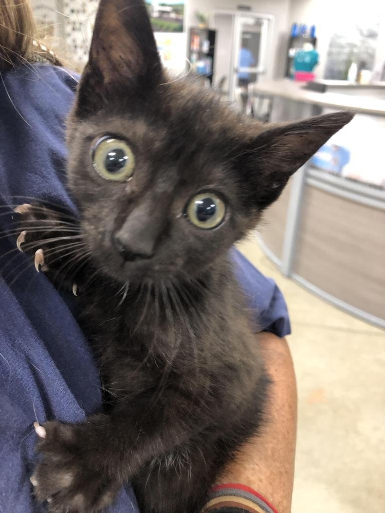 LUNA - Domestic Short Hair available for adoption