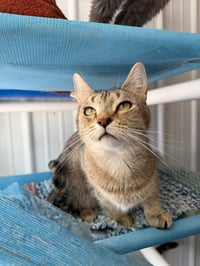 Casey - Long Term Resident - Photo 4