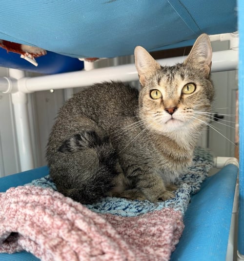 CASEY - LONG TERM RESIDENT - Domestic Short Hair available for adoption