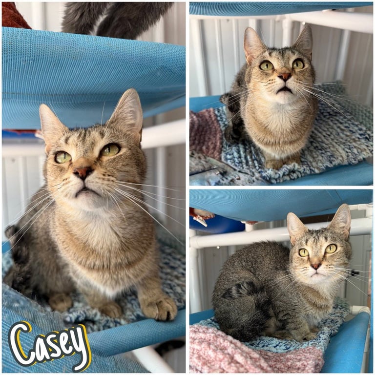 Casey - Long Term Resident Image