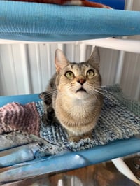 Casey - Long Term Resident - Photo 3