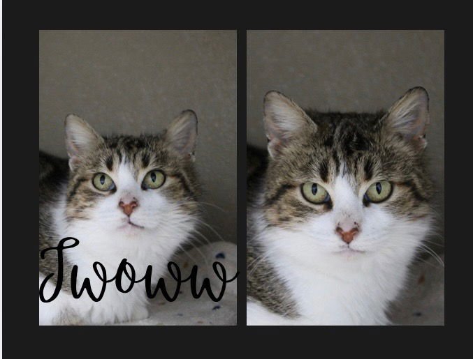 JWOWW- SILO - Domestic Short Hair available for adoption