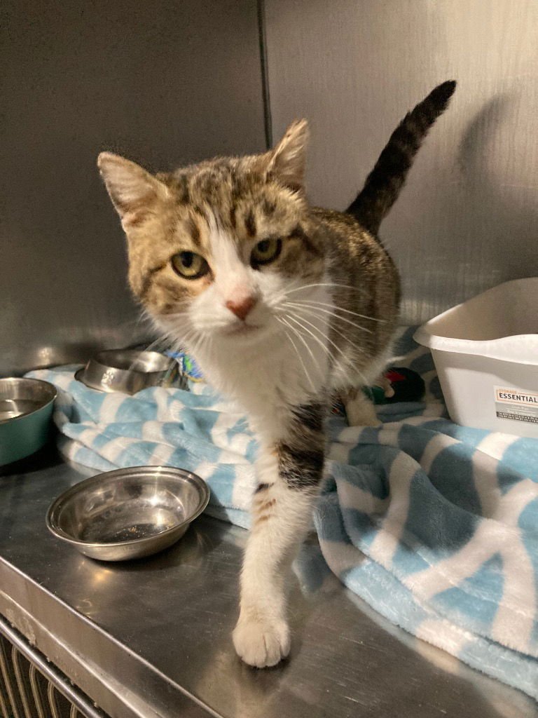 JWOWW- SILO - Domestic Short Hair available for adoption